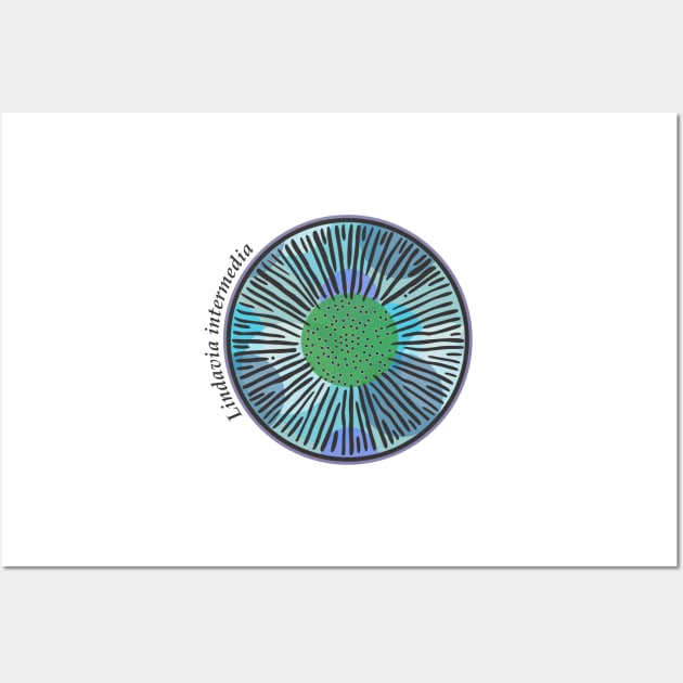 Diatom - Lindavia intermedia (scientific) Wall Art by DiatomsATTACK